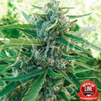 Delicious Seeds - Sugar Black Rose - 7 Reg