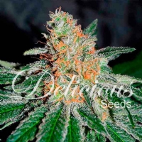 Delicious Seeds - (CBD Family) CBD Jam - 1 Fem