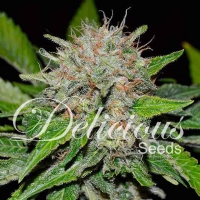 Delicious Seeds - (CBD Family) Deep Mandarine - 3 Fem