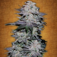 Fast Buds - Blackberry - 1 Auto