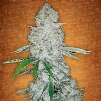 Fast Buds - Gorilla Glue auto 3