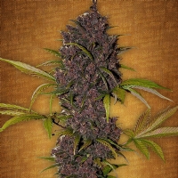 Fast Buds - LSD-25 auto 1