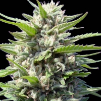 Genehtik - Northern Light Auto 1 Fem