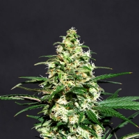 Kannabia  -  AMNESI-K FEM - 3 SEM