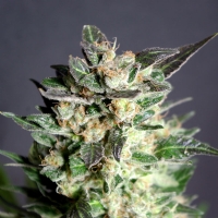 Kannabia  -  BCN DIESEL  FEM - 3 SEM