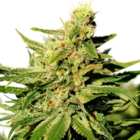 Kannabia  -  BCN DIESEL CBD- 1 SEM