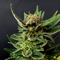 Kannabia  -  FARAONA (GYPSY KUSH) FEM - 3 SEM
