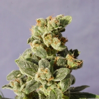 Kannabia  -  GNOMO AUTO - 5 SEM