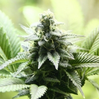 Kannabia  -  KARAMELO (KREAMY KARAMEL) FEM - 3 SEM