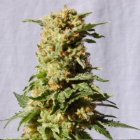 Kannabia  -  LA BLANCA  FEM - 3 SEM