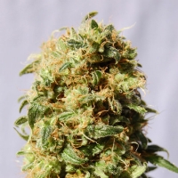 Kannabia  -  LA REINA DE AFRICA (KABOOM) FEM - 3 SEM