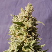 Kannabia  -  MATARO BLUE  FEM - 3 SEM