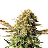 Kannabia  -  MUÑEKA RUSA (RUSSIAN DOLL) FEM - 3 SEM