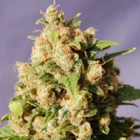 Kannabia  -  QUESO  FEM - 3 SEM