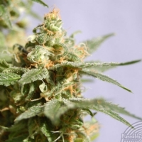 Kannabia  -  SMILE  FEM - 3 SEM
