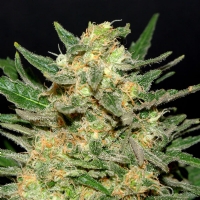 Kannabia  -  THAI FANTASY  FEM - 3 SEM