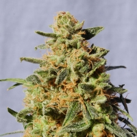 Kannabia  -  WHITE DOMINA CBD- 3 SEM