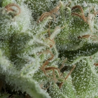 Pyramid Seeds - Auto Kryptonite - 1 Auto