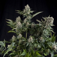 Pyramid Seeds - White Widow - 1 Fem