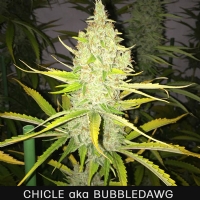 TH Seeds - Chicle aka Bubbledawg - 5 Fem