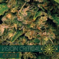 Vision Seeds - Vision Critical AUTO - 5 Auto