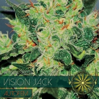Vision Seeds - Vision Jack AUTO - 10 Auto