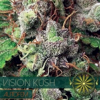 Vision Seeds - Vision Kush AUTO - 3 Auto