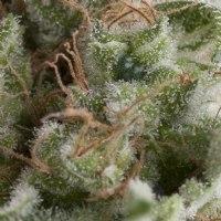 Pyramid Seeds - Auto American Pie - 1 Auto