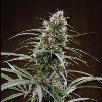 Ace Seeds - congo - 3 Fem