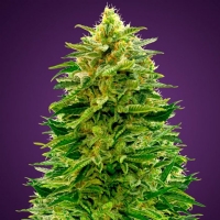 Advanced Seeds - Auto Amnesia - 1 Auto