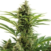 Buddha Seeds - Auto Vesta - 5 Auto