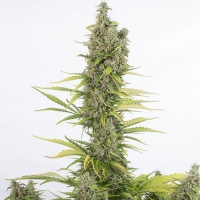 Dinafem - Auto Amnesia CBD - 5 auto