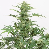 Dinafem - Auto Industrial Plant CBD 3