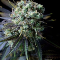 Dinafem - Dinamed CBD - 1