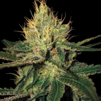 DNA Genetics - Cannalope Haze - 6 fem