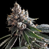 DNA Genetics - Golden Lemon - 6 fem