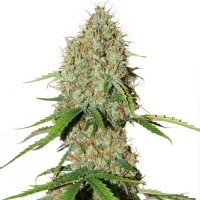 Dutch Passion - Auto Brooklyn Sunrise 7 fem