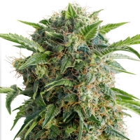 Dutch Passion - Auto Daiquiri Lime 7 fem
