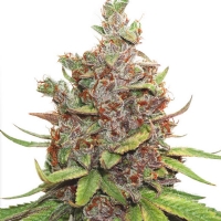 Dutch Passion - Auto Glueberry OG - 3 Auto