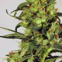 Exotic Seeds - Spicy Bitch 3 fem