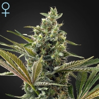Green House - Auto Super Lemon Haze CBD - 10 Auto