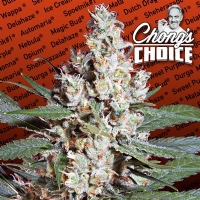 Paradise Seeds - L.A. Amnesia 3 fem