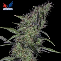 Positronics Somango 47 3