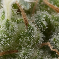 Pyramid Seeds - Auto Super Hash 5 fem