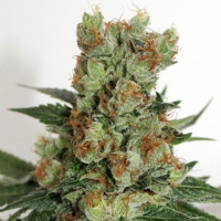 Ripper Seeds - Fuel OG 1 Fem