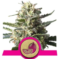 Royal Queen Seeds - Lemon Shining Silver Haze - 25 fem