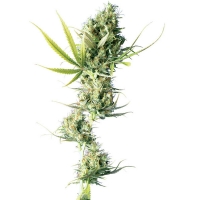 Sensi Seeds - Durban - 5 fem