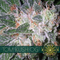 Vision Seeds - Tom Kush OG 5 fem