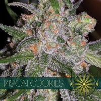 Vision Seeds - Vision Cookies 3 fem