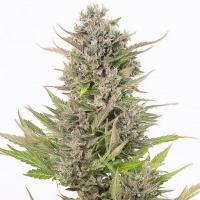 Dinafem - Auto Critical + CBD 1 fem